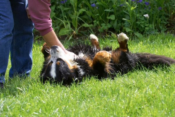 I know, I'm a hedonist
Palabras Clave: Digby Bernese Mountain Dog