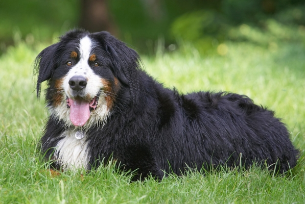 Am I happy? Yep!
Ключові слова: Digby Bernese Mountain Dog tongue
