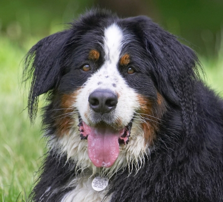 This is the life!
Λέξεις-κλειδιά: Digby Bernese Mountain Dog tongue