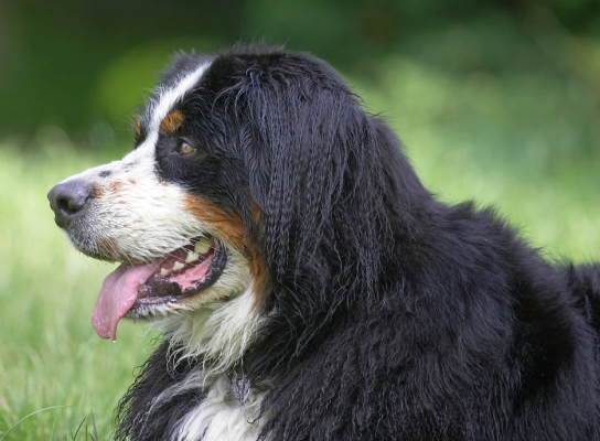 My good side
Słowa kluczowe: Digby Bernese Mountain Dog tongue