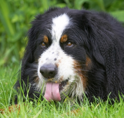 Hey, you gotta get every last crumb!
Keywords: Digby Bernese Mountain Dog tongue
