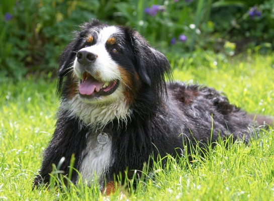 Is there more?
Keywords: Digby Bernese Mountain Dog tongue