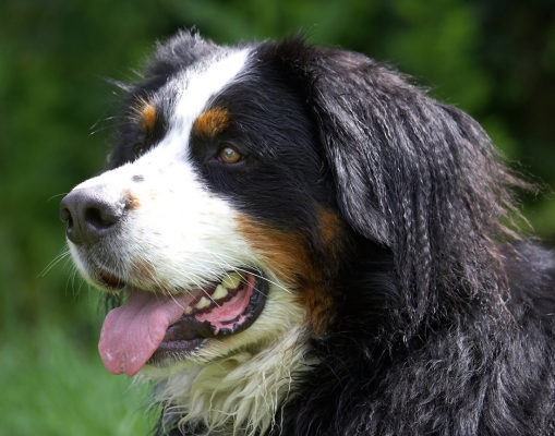 I'm on alert
Trefwoorden: Digby Bernese Mountain Dog tongue