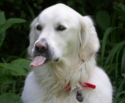 Mid-day snacks - yum
Ключові слова: Jayjay Golden Retriever tongue
