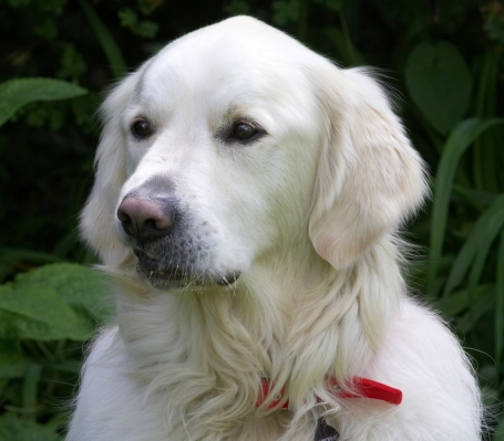 I'm just being contemplative
Anahtar kelimeler: Jayjay Golden Retriever