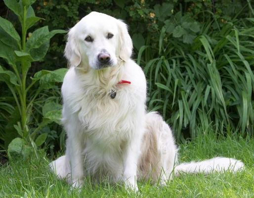 I'm being soooooooo good
Ключові слова: Jayjay Golden Retriever