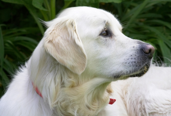 Wass that?
Palabras clave: Jayjay Golden Retriever