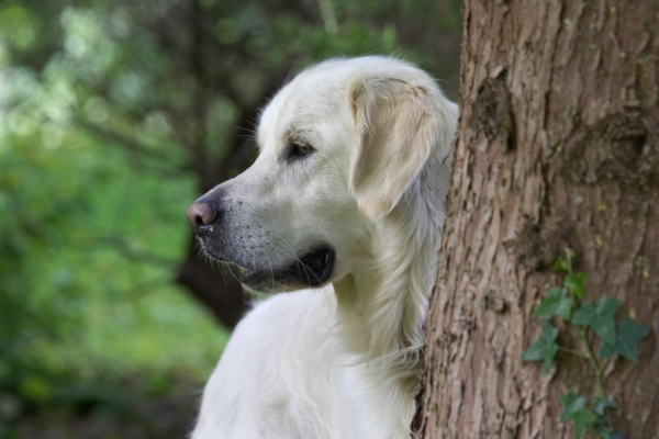 D'ya think those ducks can see me?
Ключевые слова: Jayjay Golden Retriever