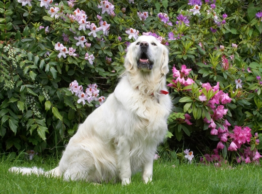 Oh look, a rose among.......... other flowers!
Λέξεις-κλειδιά: Jayjay Golden Retriever