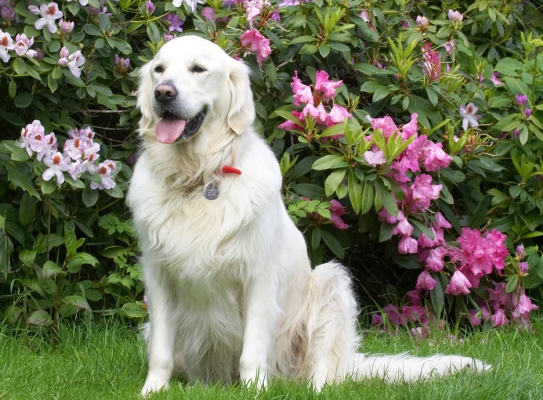 I know how to pose!
Palabras clave: Jayjay Golden Retriever tongue