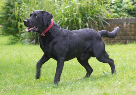 C'mon, I'm ready
Keywords: Harvey Black Labrador