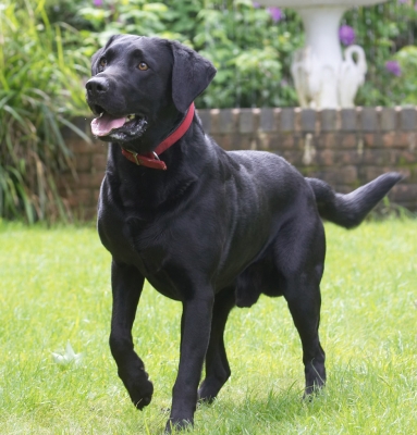 Go on, go on, throw
Ključne besede: Harvey Black Labrador tongue