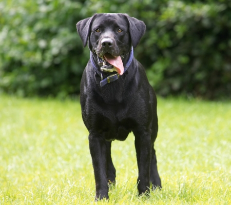 I'm ready too
Ключові слова: Buddy Black Labrador tongue