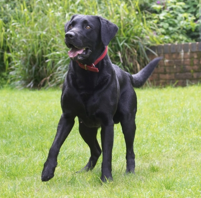 Let's go
Palabras clave: Harvey Black Labrador