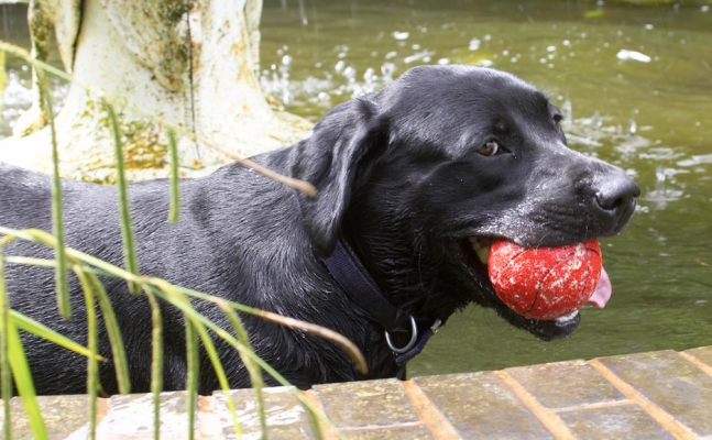 A guy's gotta cool off
Keywords: Buddy Black Labrador fountain