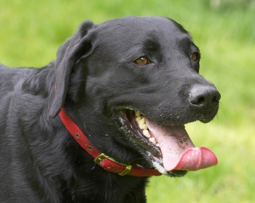 I'm not taking my eye of that ball
Λέξεις-κλειδιά: Harvey Black Labrador tongue