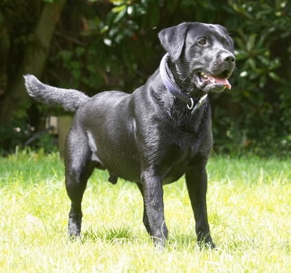 Doesn't matter which way you throw it, I'm ready!
Palabras Clave: Buddy Black Labrador tongue