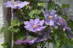 ZMay-20-2007A-0570.jpg