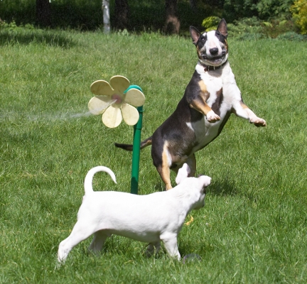 What IS Tapa doing?
Ključne besede: Mana Tapa English Bull Terrier daisy water hose
