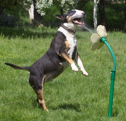 Just my height
Ключевые слова: Tapa English Bull Terrier daisy water hose May 2007