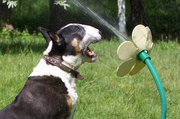 Dash - missed
Palabras clave: Tapa English Bull Terrier daisy water hose