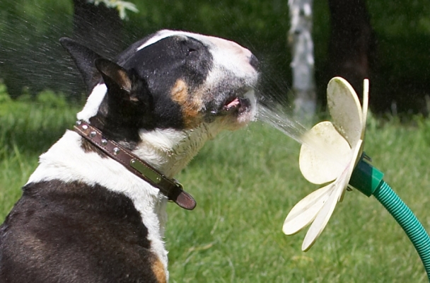 This is the way to get a drink on a warm day
Trefwoorden: Tapa English Bull Terrier daisy water hose