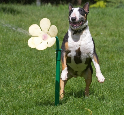 Hey, I'm over here!
Palabras clave: Tapa English Bull Terrier daisy water hose