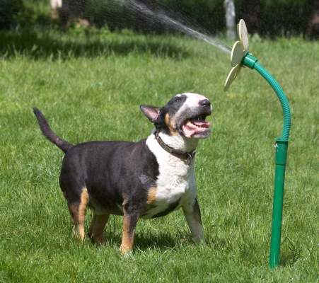 Nah, that's too high.........
Klíčová slova: Tapa English Bull Terrier daisy water hose