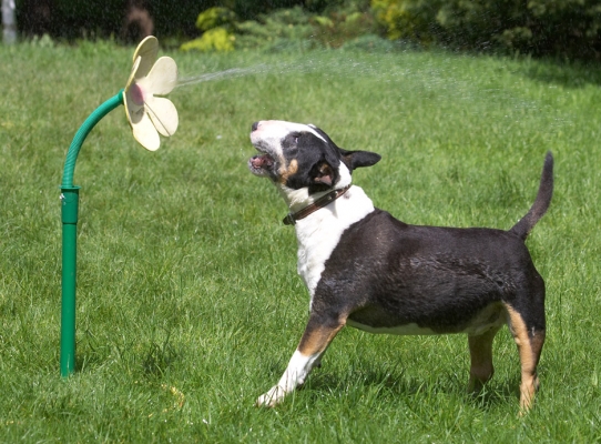 .......... I'm getting too old for this jumping lark.........
Keywords: Tapa English Bull Terrier daisy water hose