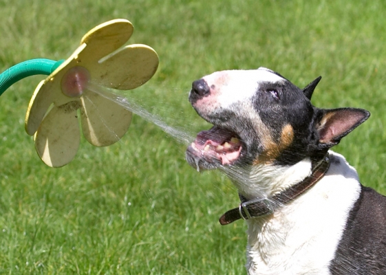 ...........so I'll just wait 'til it comes to me!
Palabras clave: Tapa English Bull Terrier daisy water hose