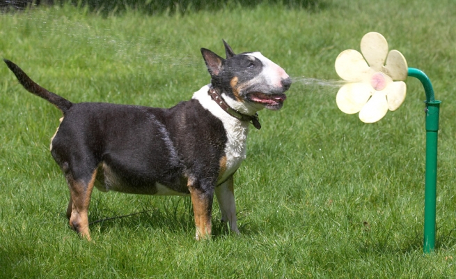 On the nose!!
Λέξεις-κλειδιά: Tapa English Bull Terrier daisy water hose