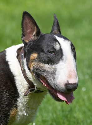 Boy, time was when I could have gone on all afternoon
Schlüsselwörter: Tapa English Bull Terrier tongue