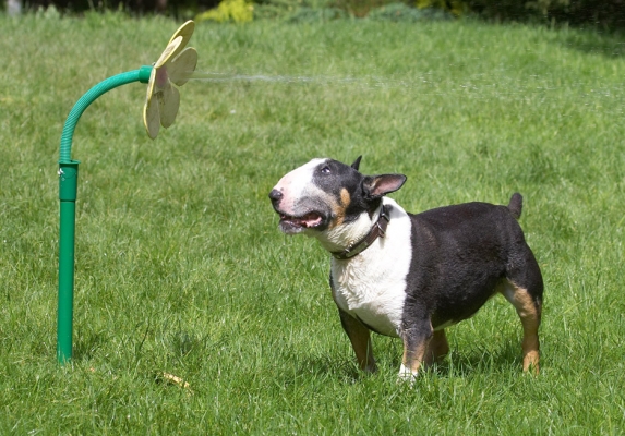 Have I shrunk or has that daisy gotten taller?
Anahtar kelimeler: Tapa English Bull Terrier daisy water hose
