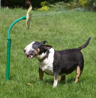Still too tall for me!
Palabras clave: Tapa English Bull Terrier daisy water hose