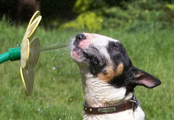 Better than a wet flannel
Palabras clave: Tapa English Bull Terrier daisy water hose