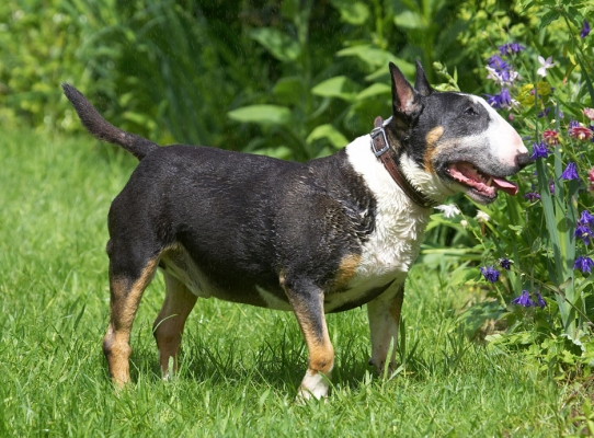 I need a breather
Ключевые слова: Tapa English Bull Terrier tongue