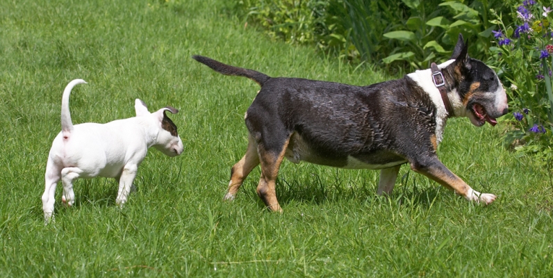 C'mon Mana, I'll lead the way
Keywords: Mana Tapa English Bull Terrier