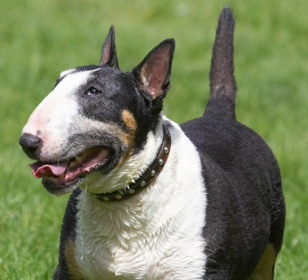 Well, I'm still smiling
Keywords: Tapa English Bull Terrier tongue