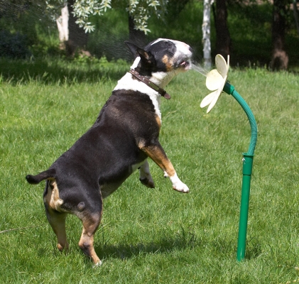 See, there's life in the old dog yet
Ключевые слова: Tapa English Bull Terrier daisy water hose