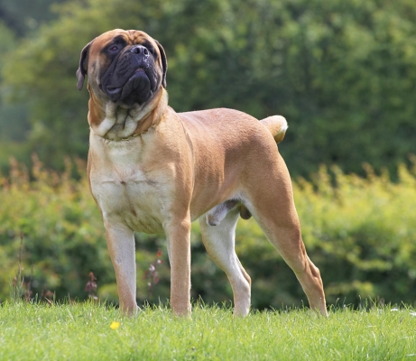 I know, I know, I'm just one handsome guy
الكلمات الإستدلالية(لتسهيل البحث): Morgan Bull Mastiff