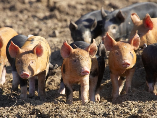 Tamworth and Berkshire Piglets
Enjoying the May sunshine.
Keywords: Tamworth pig Tamworth piglet Berkshire pig Berkshire piglet