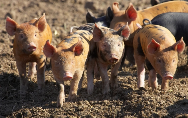 Tamworth and Berkshire Piglets
Schlüsselwörter: Tamworth pig Tamworth piglet Berkshire pig Berkshire piglets