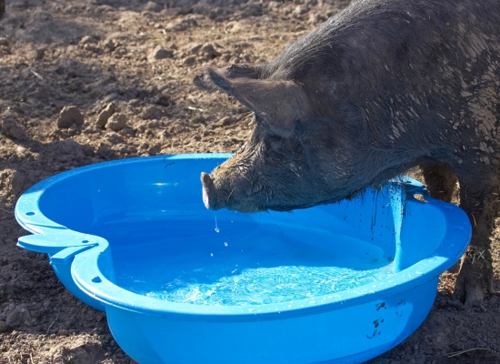 Berskshire Pig Having a Drink
We bought this inexpensive kiddie pool from Argos, and hoped that the smaller pigs would enjoy a swim.  This Berkshire pig thought it was a drinking trough.
Λέξεις-κλειδιά: Berkshire pig Argos kiddie pool drinking water