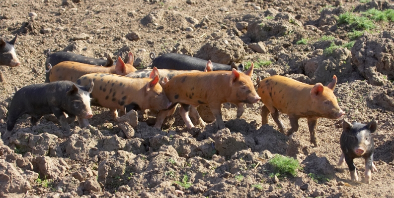 Tamworth and Berkshire Piglets
Anahtar kelimeler: Tamworth pig Berkshire pig piglets