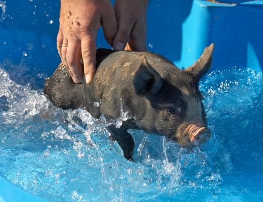 Berkshire Piglet Having A Swim
A rather short swim . . .
Λέξεις-κλειδιά: Berkshire piglet swim