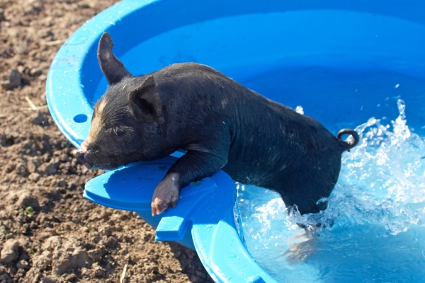 Berkshire Piglet in the Kiddie's Pool
We bought an inexpensive kiddie's pool at Argos to see if the piglets would like a swim.  They didn't.
Mots-clés: Berkshire piglet swim Argos pool blue