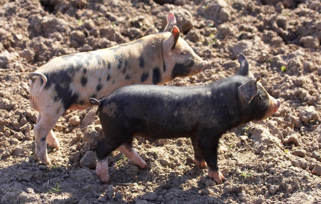 Berkshire Piglet and a Tamworth - Berkshire Cross
Keywords: Berkshire pig Tamworth pig cross