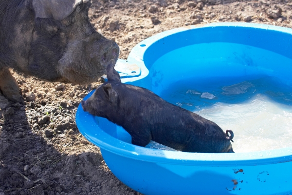 Berkshire Pigs
The piglet was eager to get out of the small pool as a larger Berkshire pig stands guard.
Keywords: Berkshire pig Berkshire piglet swimming pool blue
