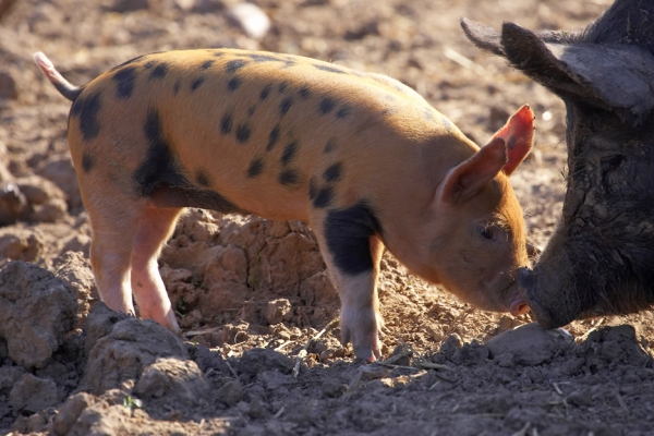 A Tamworth - Berkshire Cross Pig
Whoops.  How did that happen?
Trefwoorden: Tamworth Berkshire pig