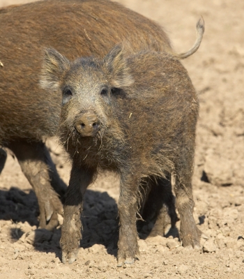 Wild Piglet
Keywords: wild boar piglet